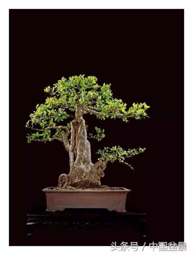 全国盆景拍卖前十 (盆景拍卖专场)