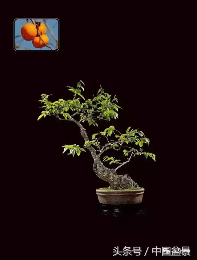 全国盆景拍卖前十 (盆景拍卖专场)