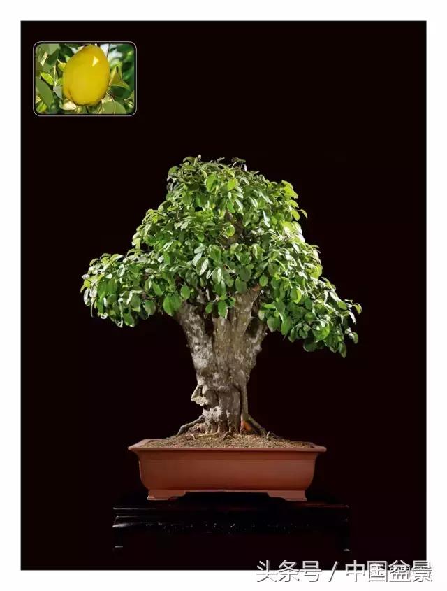 全国盆景拍卖前十 (盆景拍卖专场)