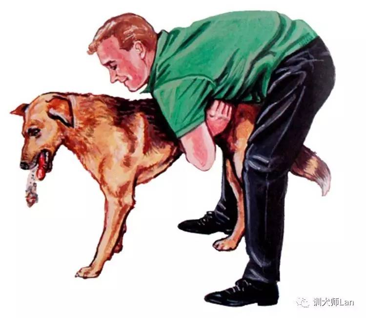 狗狗突然呛了气管怎么办,狗狗像呛到了卡不出来一样