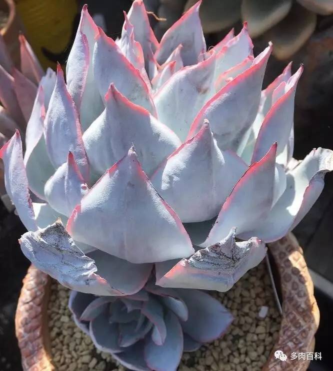 多肉植物有小黑飞了怎么治,多肉植物有小黑飞怎么办