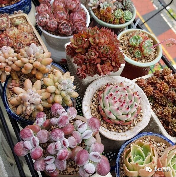 多肉植物有小黑飞了怎么治,多肉植物有小黑飞怎么办