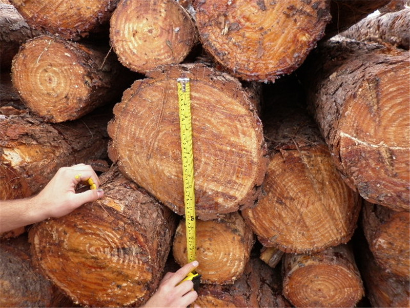 巴西第七天，松木堆场，检尺装柜