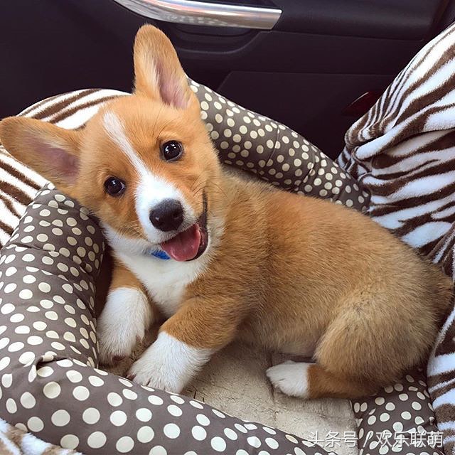 狗狗中暑缓解后是什么表现,天干物燥谨慎中暑