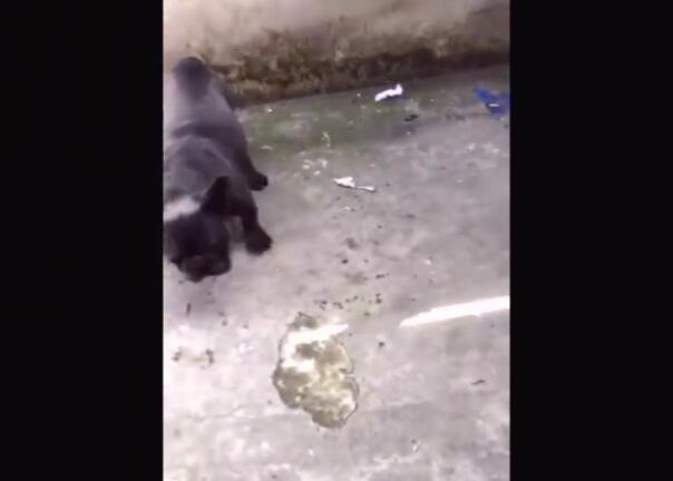 小*狗黑**舔同伴的蛋蛋，结果下一秒就狂吐不止！