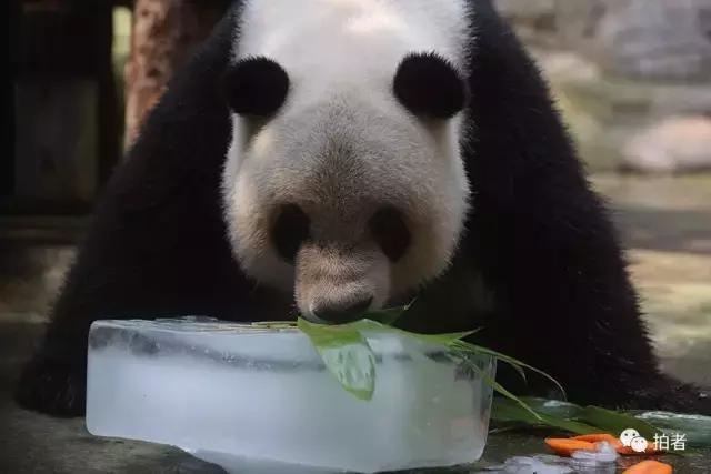 热浪来袭动物园的动物们这样消暑,热浪侵袭动物园居民各出奇招解暑