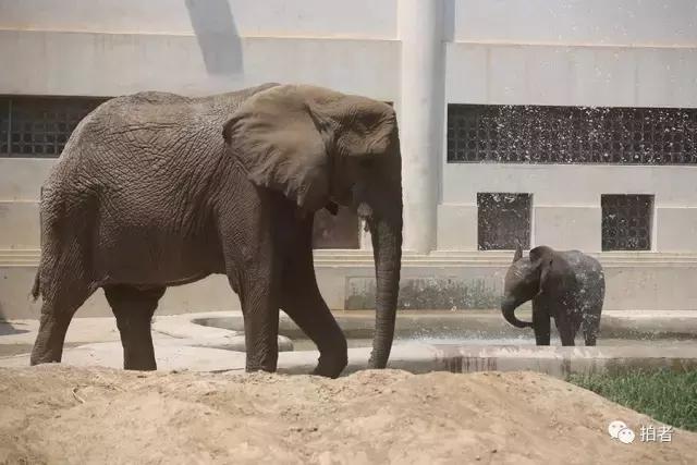 热浪来袭动物园的动物们这样消暑,热浪侵袭动物园居民各出奇招解暑