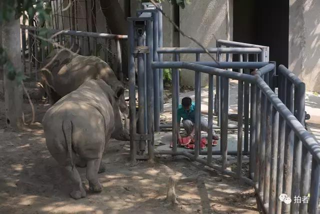 热浪来袭动物园的动物们这样消暑,热浪侵袭动物园居民各出奇招解暑