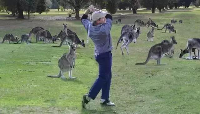 千万别惹袋鼠,千万不要去惹鸵鸟