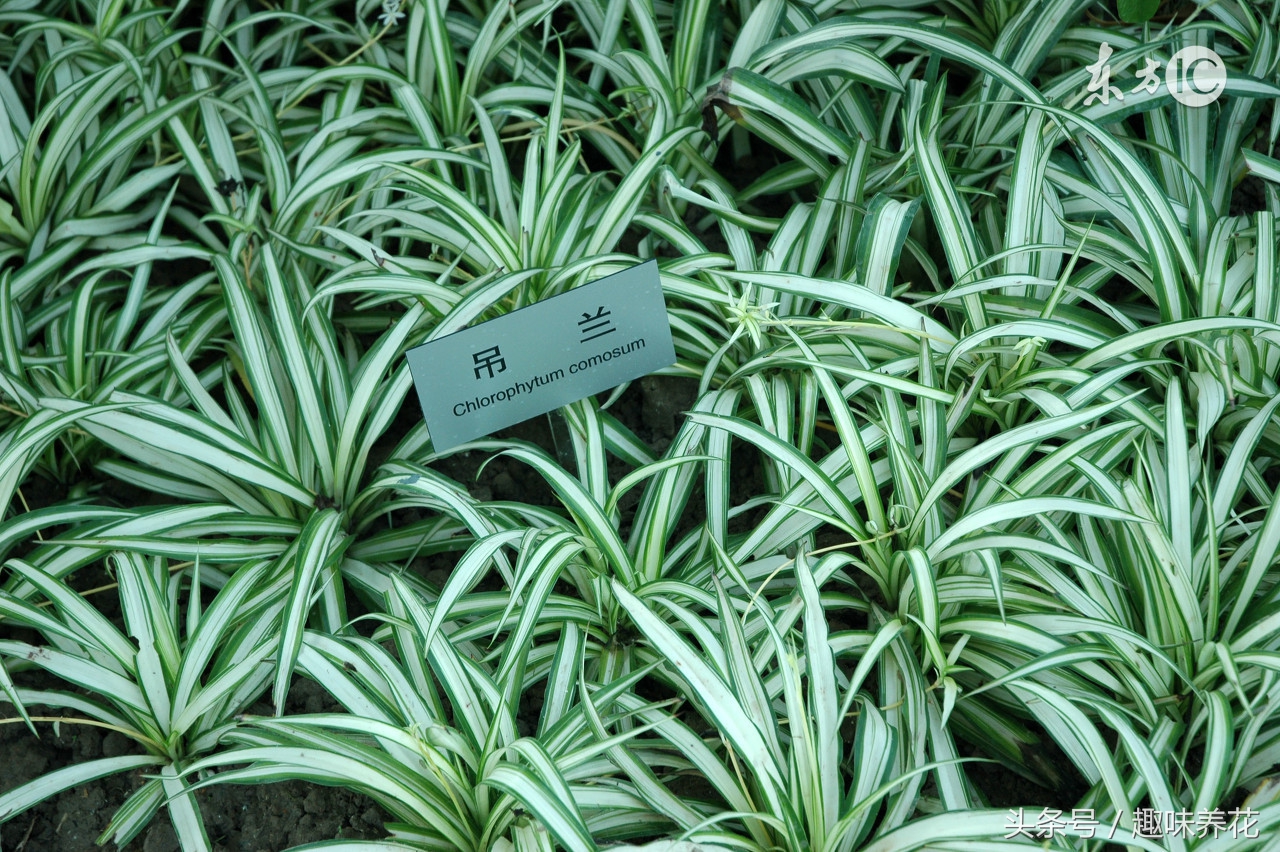 吊兰病虫害及其防治方法,吊兰常见病虫害及防治方法