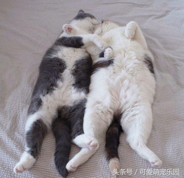 铲屎官你到底想怎么样,铲屎官你好怎么回复