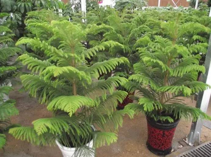 大叶南洋杉盆栽,南洋杉盆景叶黄原因