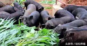 想让猪长膘吃什么,猪养膘的秘诀