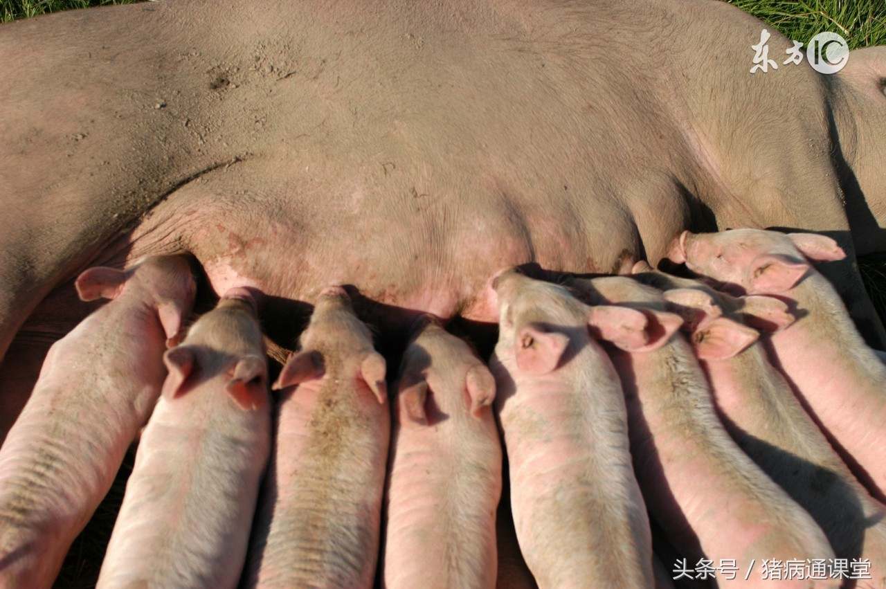 母猪假怀孕还可以继续养吗,母猪假怀孕到预产期处理方法