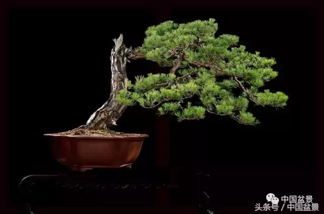 全国盆景拍卖前十 (盆景拍卖专场)