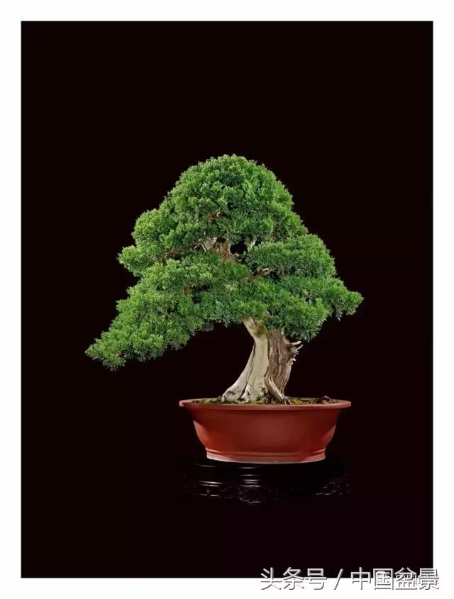 全国盆景拍卖前十 (盆景拍卖专场)