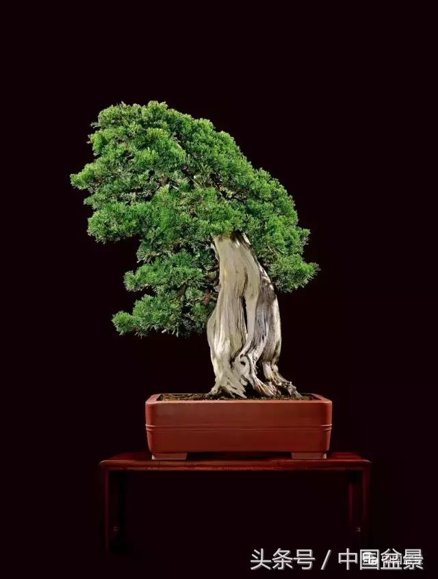 全国盆景拍卖前十 (盆景拍卖专场)