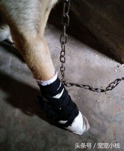 狗狗被毒蛇咬自己会找草药不,狗狗被咬伤了可以用什么草药