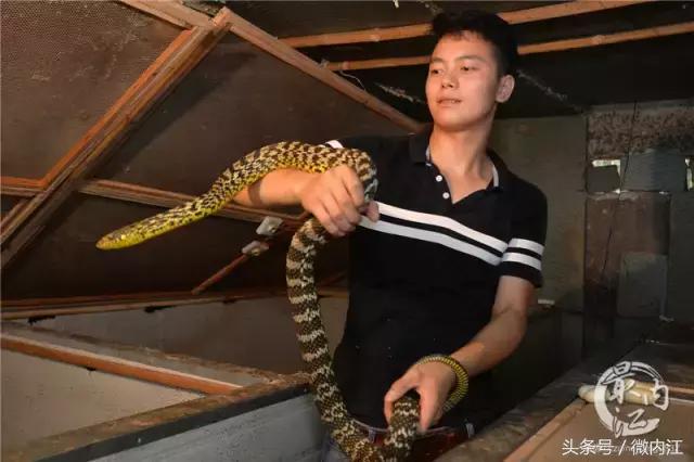 内江帅小伙牛了不仅养蛇还养鳄鱼！