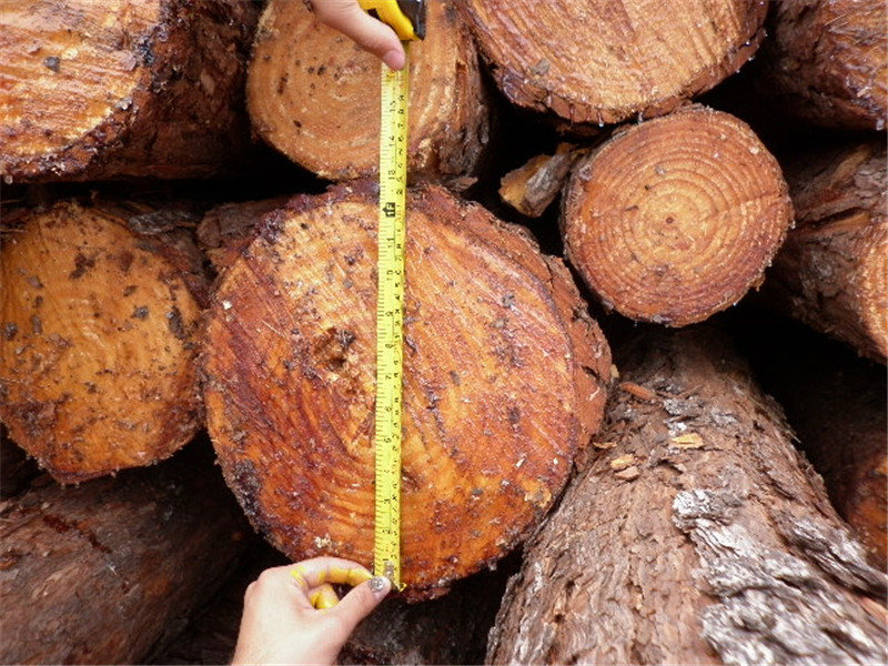 巴西第七天，松木堆场，检尺装柜