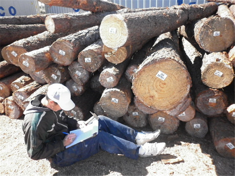 巴西第七天，松木堆场，检尺装柜