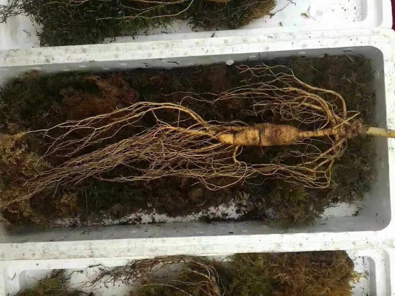 新鲜人参的保存方法,新鲜的人参怎么保存才正确