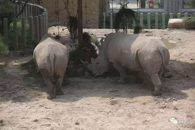 热浪来袭动物园的动物们这样消暑,热浪侵袭动物园居民各出奇招解暑
