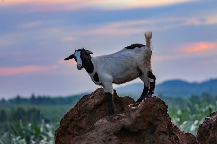 全国各地烤全羊,万人吃烤全羊