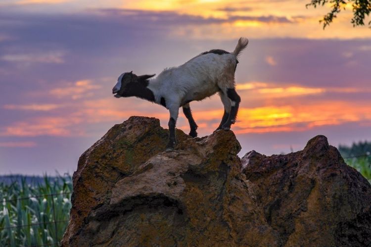 全国各地烤全羊,万人吃烤全羊