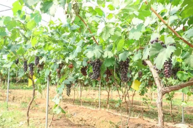 金堂春游好去处,金堂附近玩水游乐场