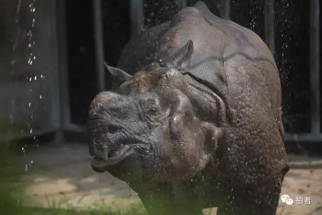 热浪来袭动物园的动物们这样消暑,热浪侵袭动物园居民各出奇招解暑