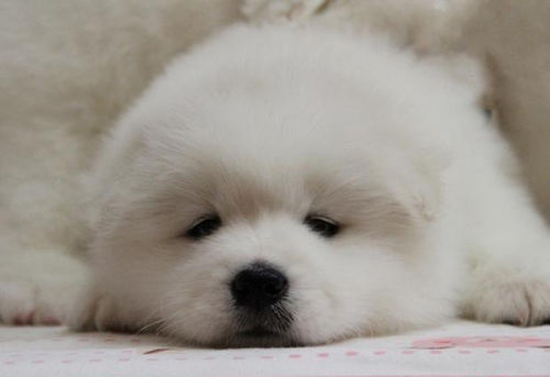 萨摩耶犬常见皮肤病,萨摩耶常见的病及症状