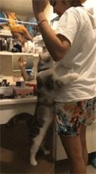 铲屎官你到底想怎么样,铲屎官你好怎么回复