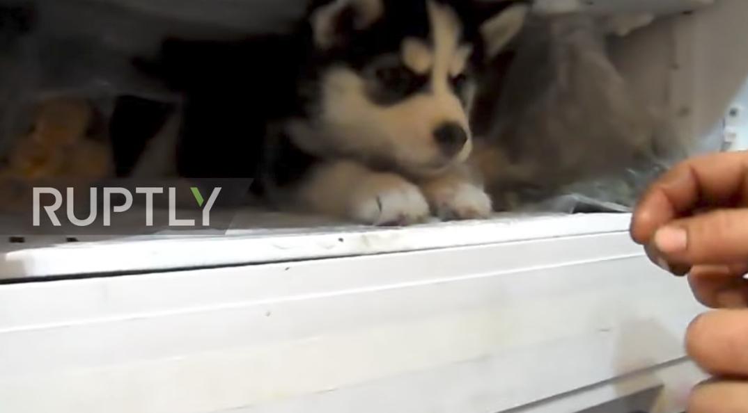 小哈士奇犯错被关冰箱 (小哈士奇躲进冰箱)