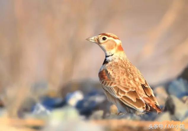 百灵鸟换羽期间可以喂鸡蛋吗,百灵鸟过冬关注什么