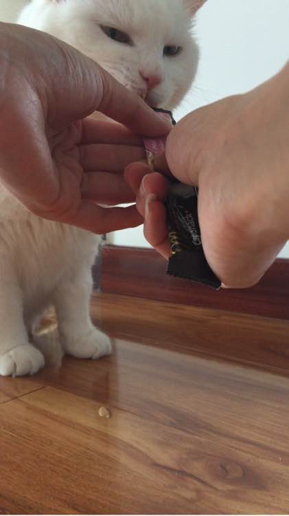 老猫肾结石,老猫得肾病