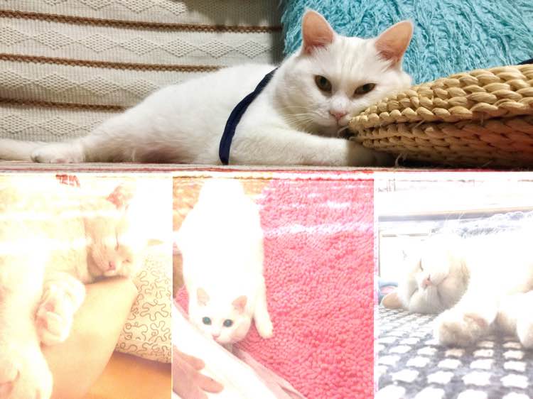 老猫肾结石,老猫得肾病