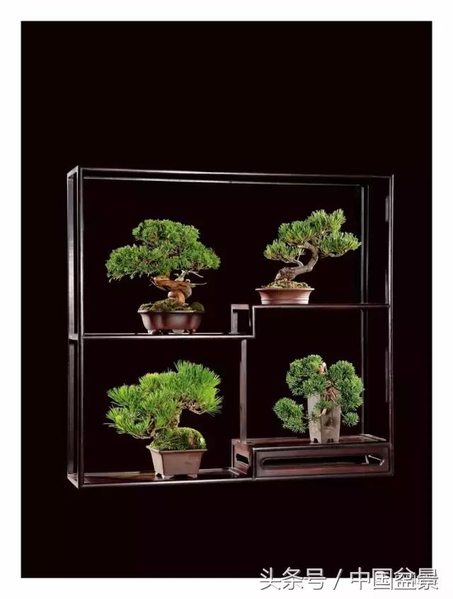 全国盆景拍卖前十 (盆景拍卖专场)