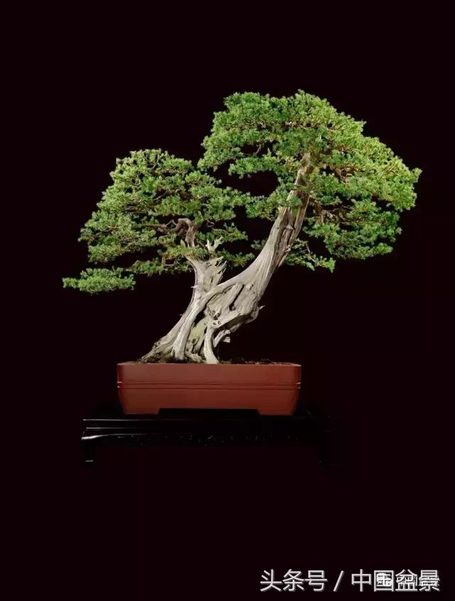 全国盆景拍卖前十 (盆景拍卖专场)