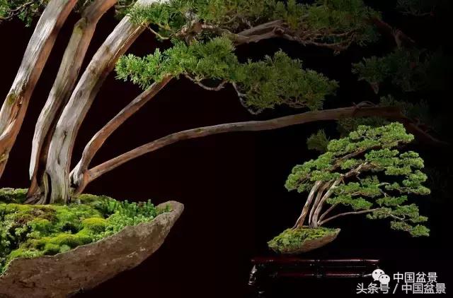 全国盆景拍卖前十 (盆景拍卖专场)