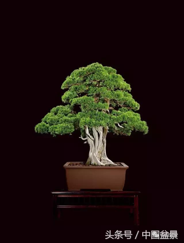 全国盆景拍卖前十 (盆景拍卖专场)