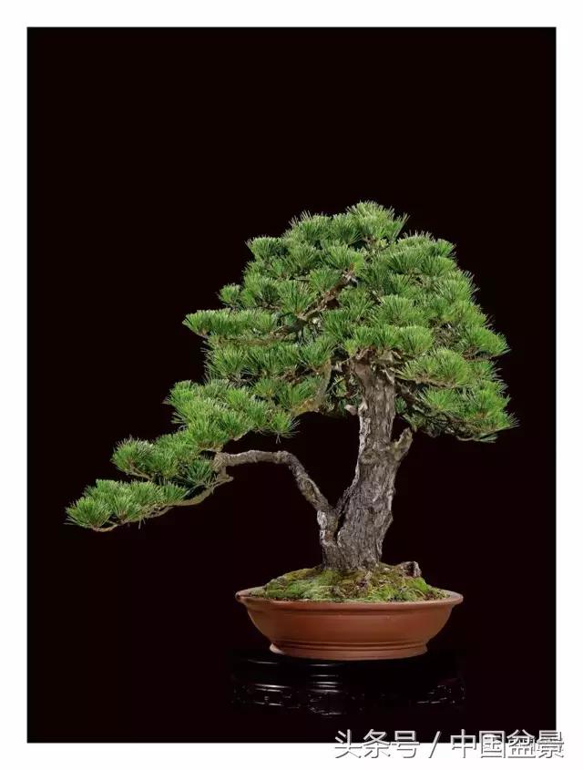 全国盆景拍卖前十 (盆景拍卖专场)