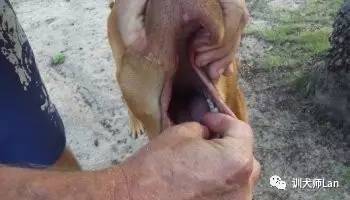 狗狗突然呛了气管怎么办,狗狗像呛到了卡不出来一样