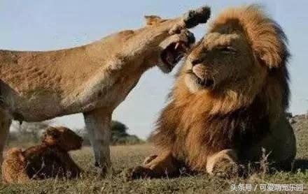 铲屎官你到底想怎么样,铲屎官你好怎么回复