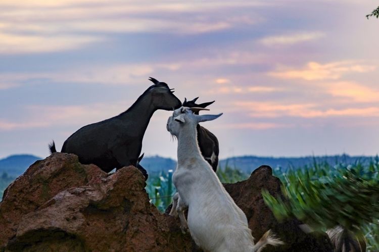 全国各地烤全羊,万人吃烤全羊