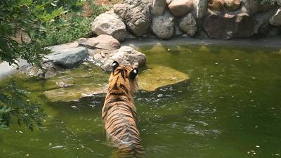 乖萌小动物,乖萌动物