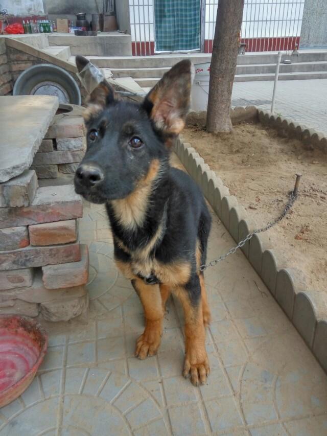 花1000多买的狗尾巴都不让摸,花1000万买一只狗