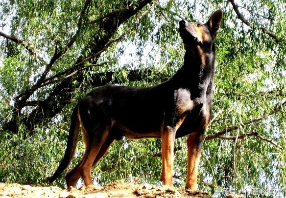 中国山红犬介绍,山红犬是什么品种