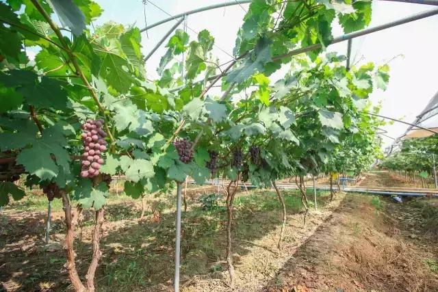 金堂春游好去处,金堂附近玩水游乐场