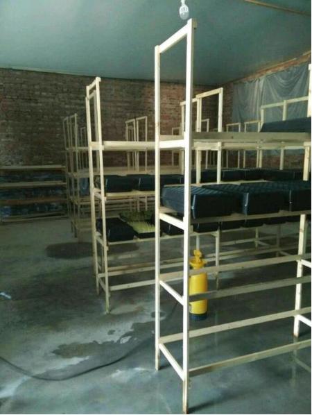 80后老板靠种芽苗菜一年还清500万,靠芽苗菜致富